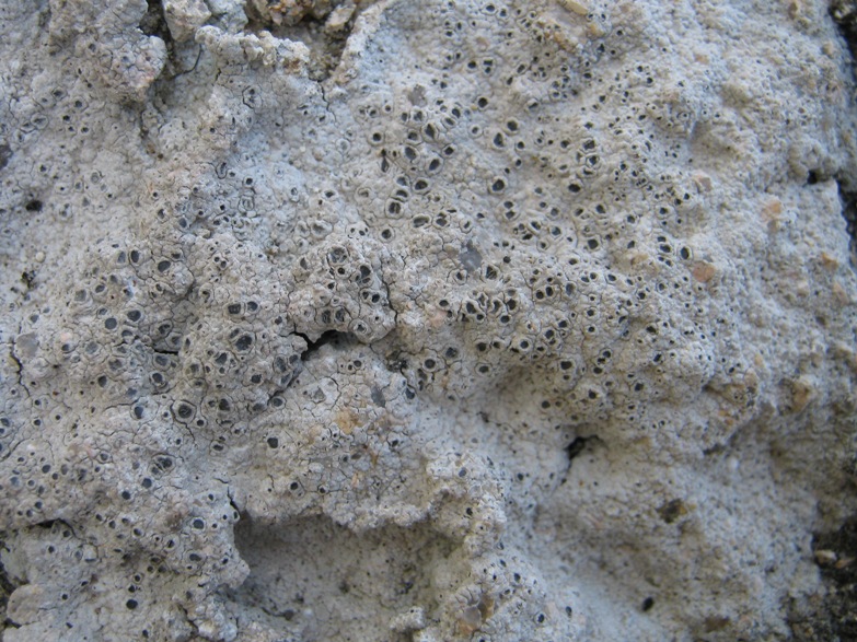 Diploschistes: da determinare